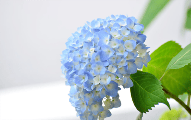 绣球花常见的病虫害及处理方法