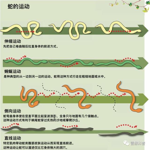 (蛇的四种运动.图源:zmescience)