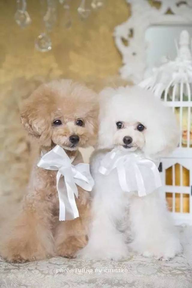 为什么那么多人喜欢泰迪贵宾犬?