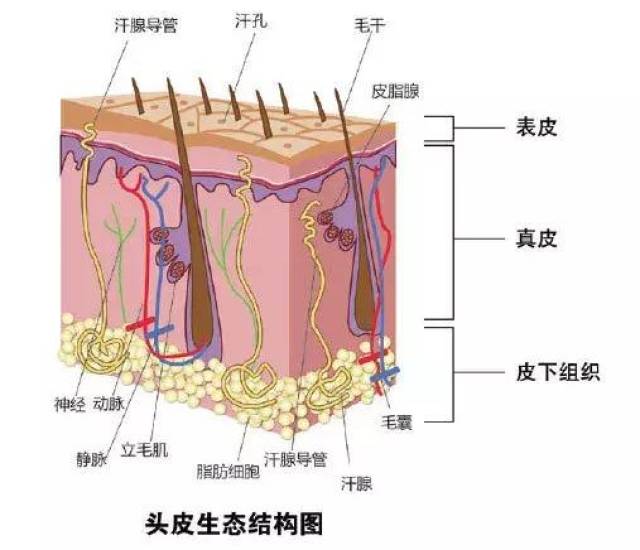 血管,淋巴管,神经,肌肉以及各种皮肤附属器(例如:头发,皮脂腺,汗腺)后