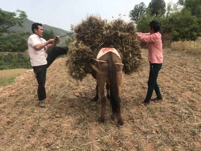 河南有个原始山顶小村,麦收全部牲口驮运