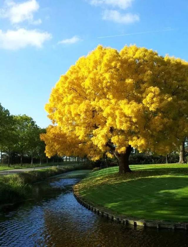 一颗黄金树,好想在树荫下下围棋