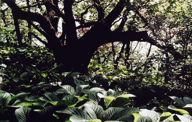 河南竟藏着一个小