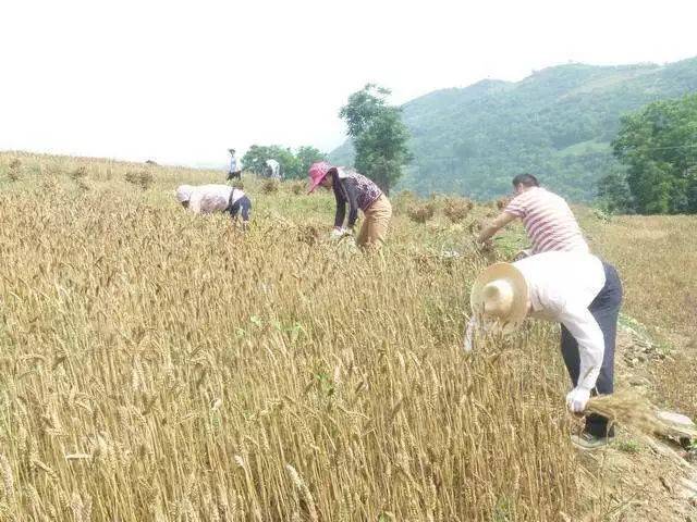 又到一年麦收时,回忆我们二十年前刈麦的童年