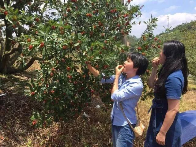 惠州这些地方可以摘杨梅啦,看完口水已流满一地