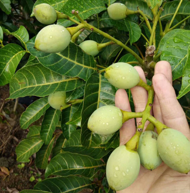 工艺榄的兴起使黑榄种植效益大增,黑榄成为农民的"黑玛瑙"