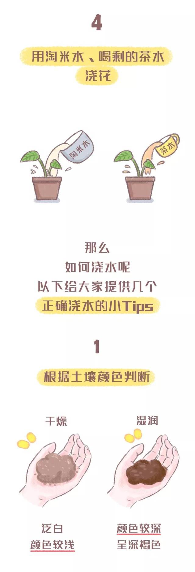 浇水的正确 "姿势"