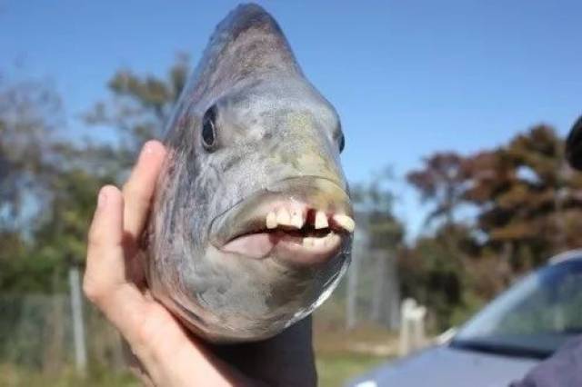 它明明是一条鱼,为什么长着一口人类的小白牙?