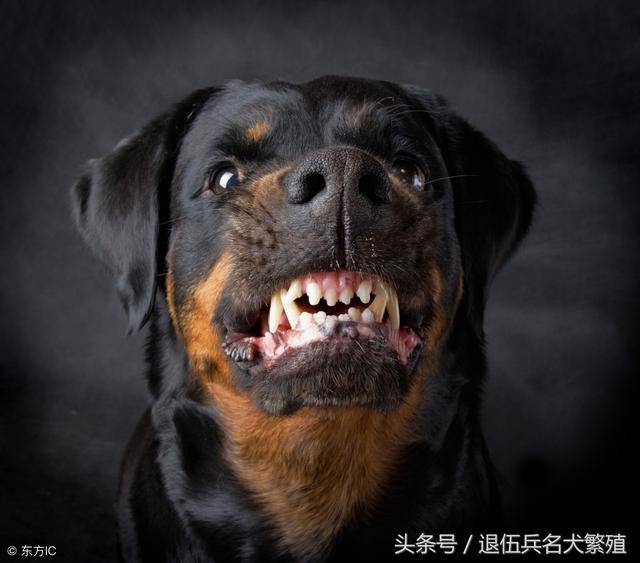 十大顶级猛犬 猛犬战斗力排行榜