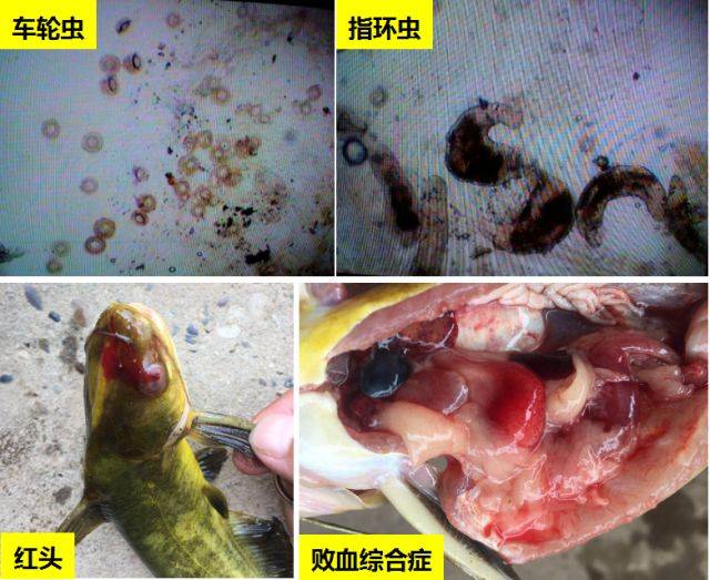 寄生虫,细菌病,肝胆病等疾病爆发