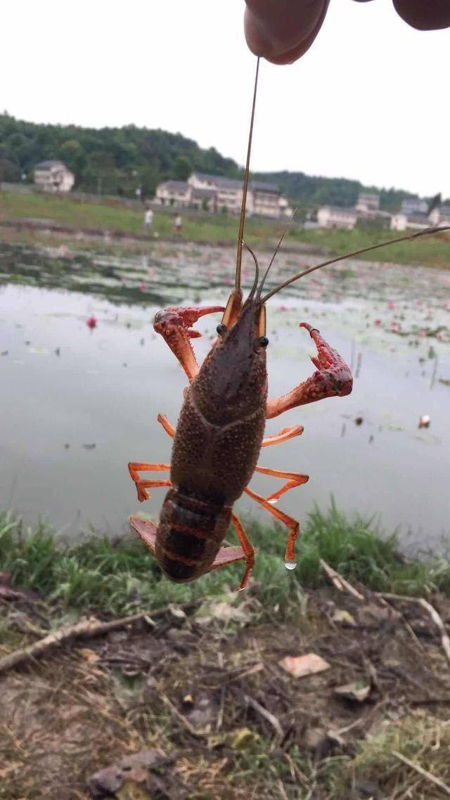 遵义的小龙虾肥了快快来抓虾