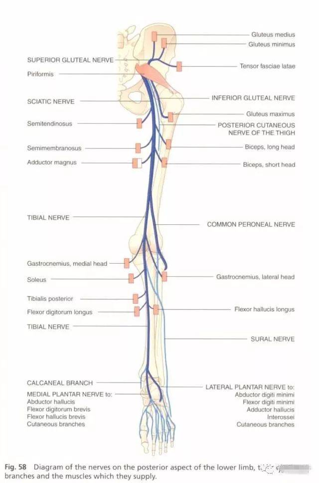 下肢神经的组成和走形汇总,快快收藏!