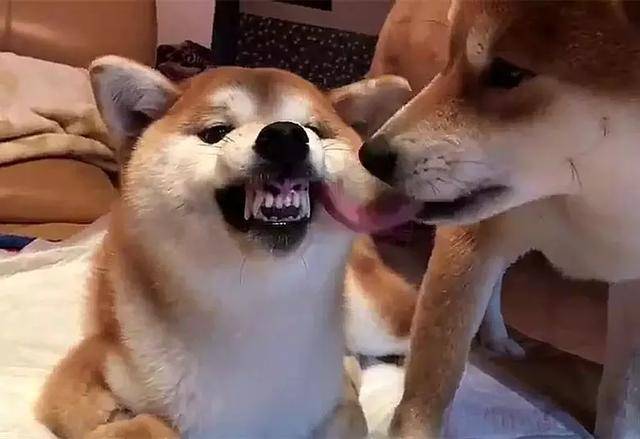 傲娇柴犬呲牙咧嘴装凶,不让狗妈妈亲近:我长大了别舔我