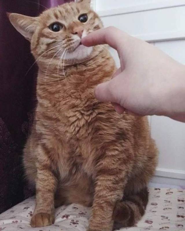 橘猫是世界上最搞笑的猫吗?
