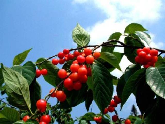 生在"树的故乡"鄢陵县,樱桃树都成精了 豫记