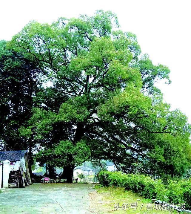 800年"传奇"古樟:一树成林又成景 两族传爱又传情