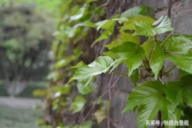 院子里常见的10种爬墙植物介绍