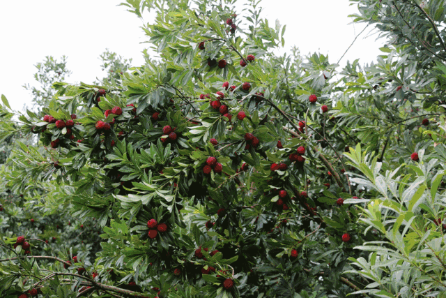 日 话说,到了六月 上海有不少美食也要上市了 超喜欢吃的杨梅,樱桃