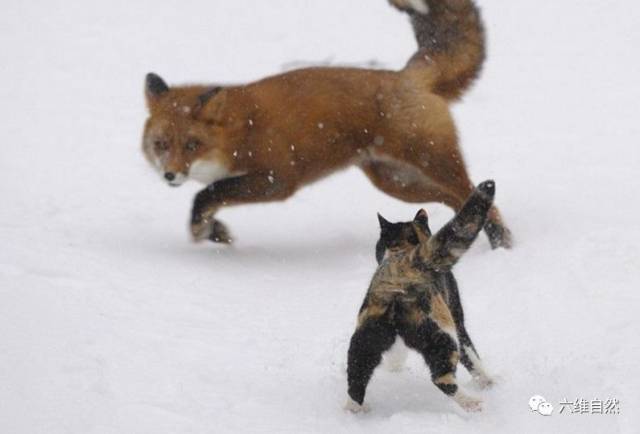 家猫凶猛去追捕野生狐狸,谁知却是家猫遇到更大危险