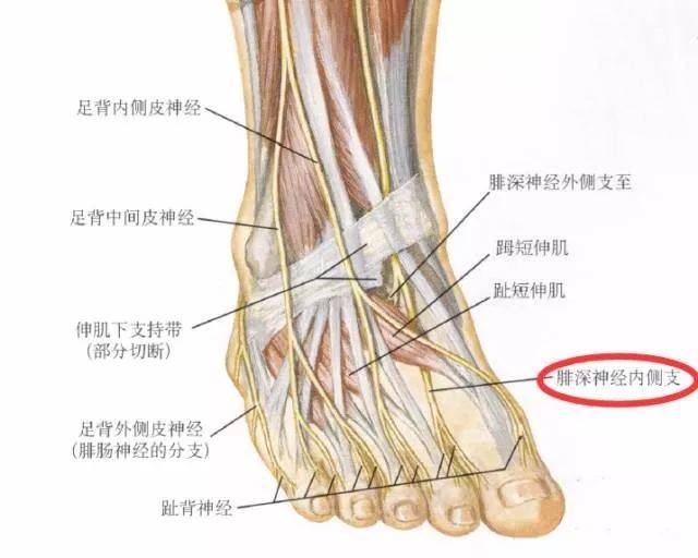 下肢神经的组成和走形汇总,快快收藏!