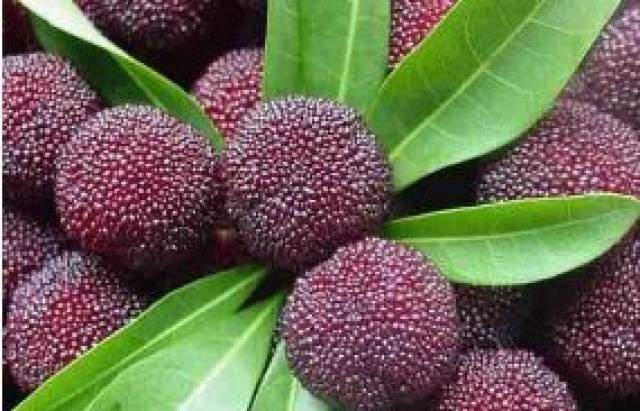 广东适合种什么品种的杨梅树 c6948fe344f9452288b1eef57d852f37.jpeg