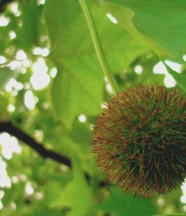 「梧桐树,梧桐果」今年梧桐花又开