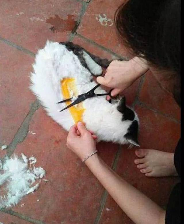 铲屎官亲自操刀帮猫咪剪毛,剪出来的造型让人崩溃,丑死了!