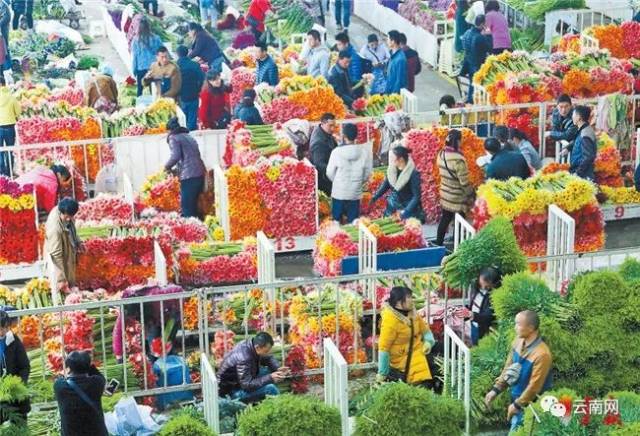 斗南——花卉
