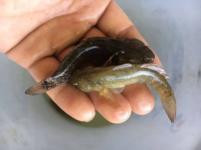 天津独流碱河里钓上来的这种小鱼是什么品种可以油炸了吃吗