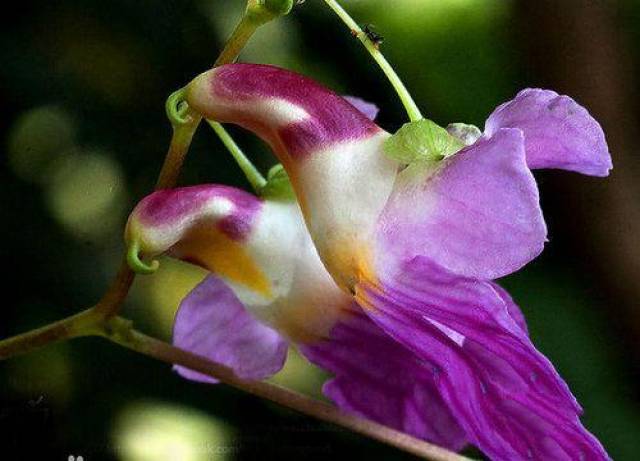 世界上10大最稀有的花,第七臭气熏天,第四仅2朵,第一最罕见