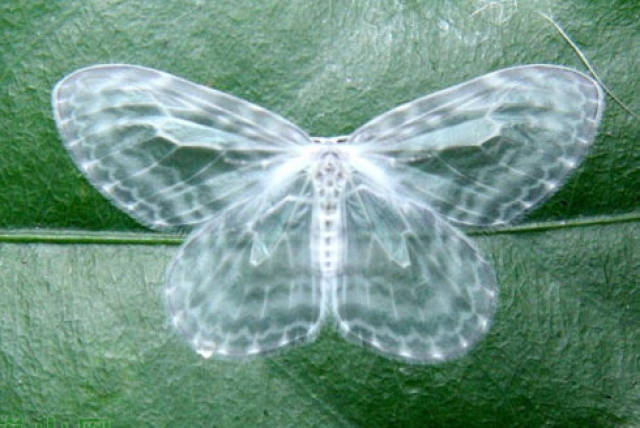 9,透明蝴蝶:蝴蝶的翅膀是透明的,两翼之间的血管组织看起来像玻璃一样