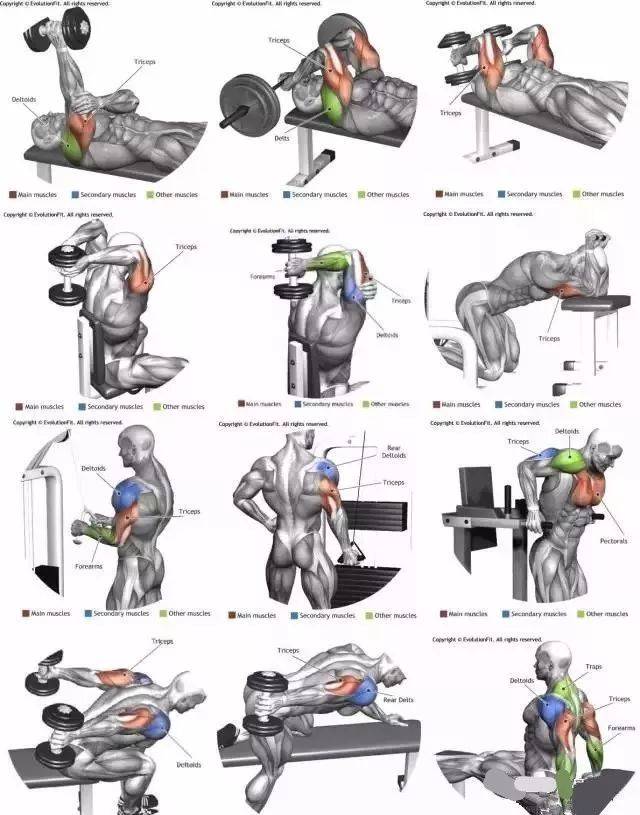 史上最全肌肉训练分布图,再也不愁不懂肌肉了!