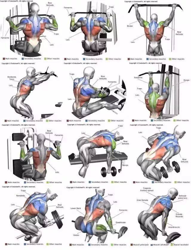 史上最全肌肉训练分布图,再也不愁不懂肌肉了!