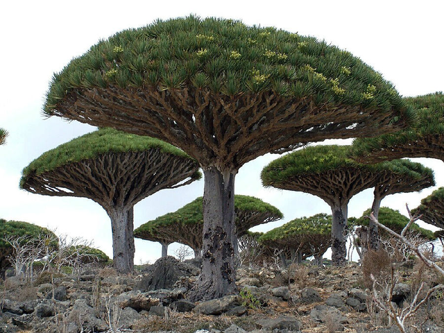 这片地方生长着一种奇异的树木被认为是外星生物