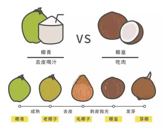 椰子购买常识:椰子分类,保质期,选择