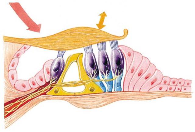 死一个就少一个的听觉毛细胞,为什么不能再生?_手机搜狐网