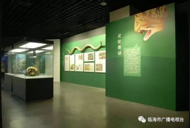 临海博物馆有两栖爬行动物标本展开始咯