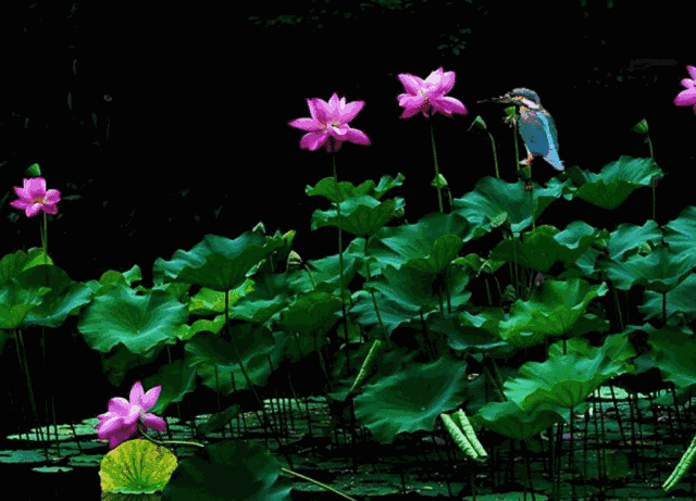 【音画欣赏】荷花赋,一万年难得一见,太美了!