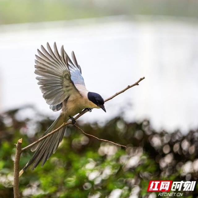 常德美景:灰喜鹊争食 同室操戈