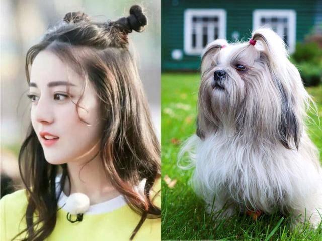 女明星和狗狗撞发型 赵丽颖蔡依林戚薇最像