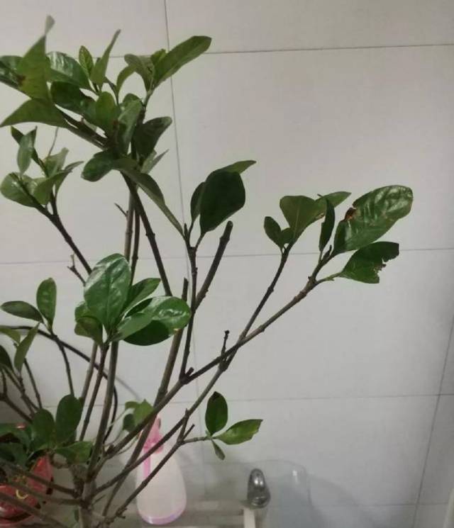 龟背竹怎么换盆长得快 7db5100ab4384d109d59e7b53a6f76fb.jpeg