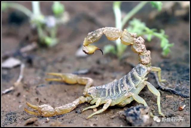 条斑钳蝎,常见于玛纳斯河流域周边荒漠沙丘,王瑞拍摄