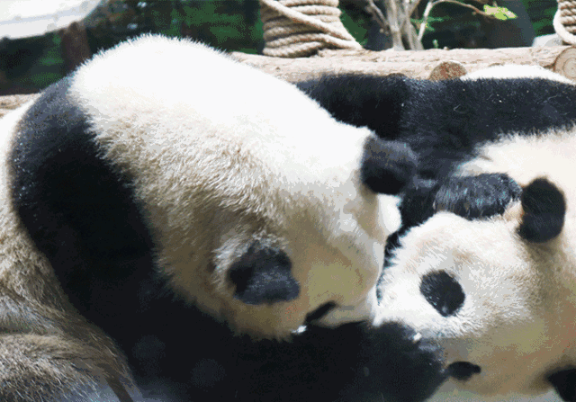 壁纸 大熊猫 动物 640_447 gif 动态图 动图