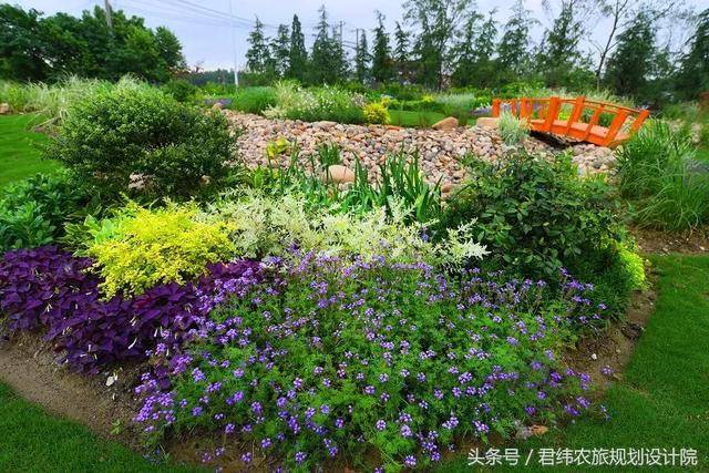 这种景观花名叫柳叶马鞭草,喜温暖气候,生长适温为20~30,不耐寒,10