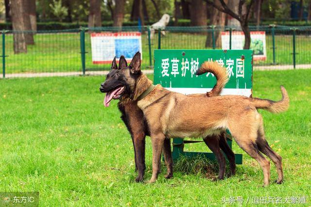 昆明犬真的不如马犬,德国牧羊犬吗?到底哪个好?