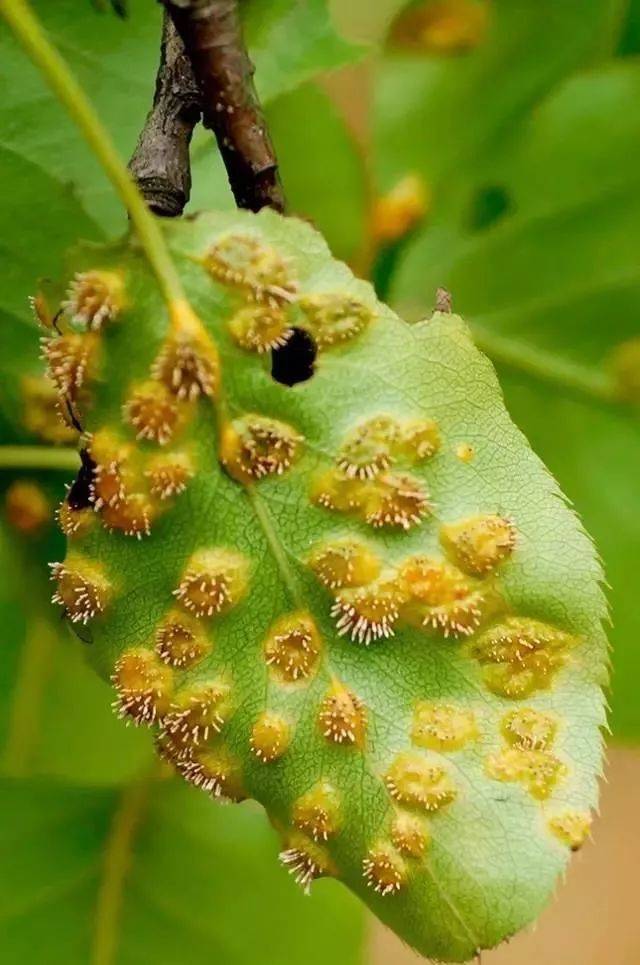 如黄栌白粉病,葡萄霜霉病;叶片背面(或正现)生出黄色粉状物,多为锈病