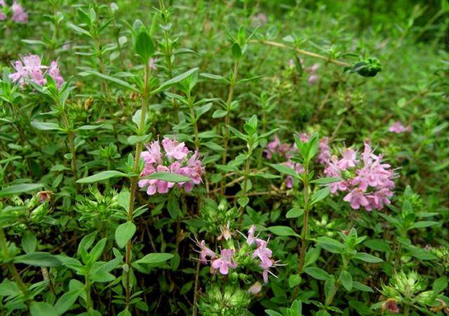 图为六盘山地区野生百里香地椒草