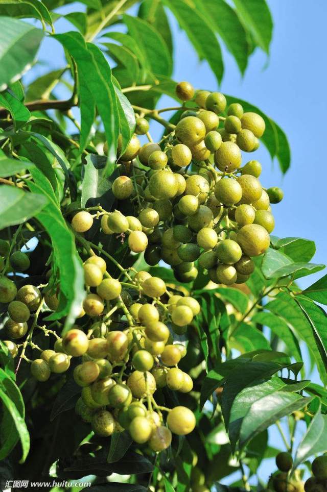 中文学名 山黄皮果 界 植物界 门 被子植物门 纲