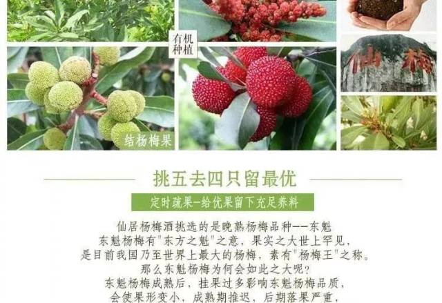 杨梅的家 刚刚你们看到了仙居的灵秀风光,现在让你们再看看杨梅生长的