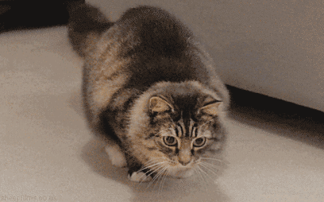 如何正确投喂校园流浪猫